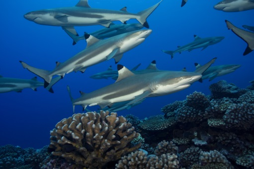 Ocean Park Launches One of Asia’s Largest Shark Aquariums