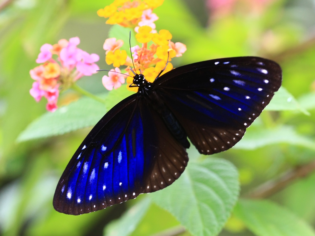 南大嶼發現蝴蝶新越冬地 萬隻斑蝶暫棲息